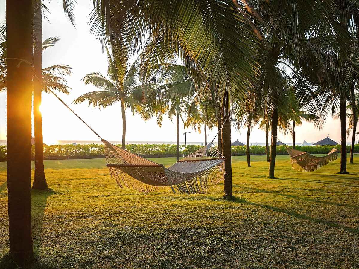 Hammocks strung between palm trees on a lawn by the sea, with the sun low behind the trunks